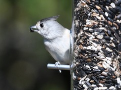 Baeolophus atricristatus