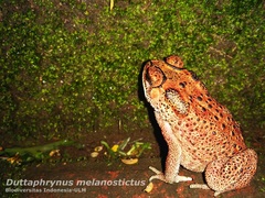 Duttaphrynus melanostictus
