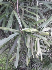 Pouteria salicifolia