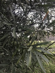 Pouteria salicifolia