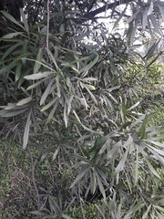 Pouteria salicifolia