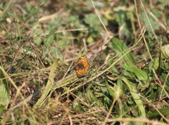Phyciodes mylitta