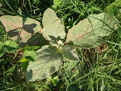 Verbascum thapsus