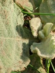 Verbascum thapsus