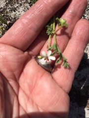 Pelargonium senecioides