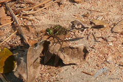 Orthetrum sabina