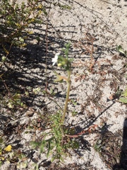 Pelargonium senecioides