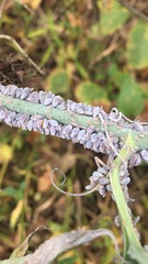 Neoprociphilus aceris