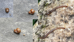 Xerobdella