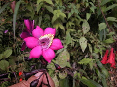 Meriania mexiae