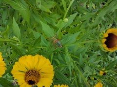 Barbitistes serricauda