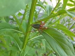 Barbitistes serricauda