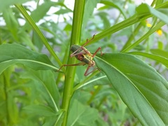 Barbitistes serricauda