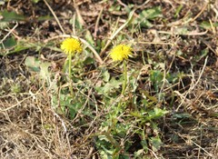 Taraxacum officinale