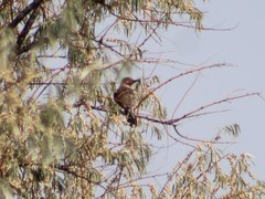 Colaptes auratus