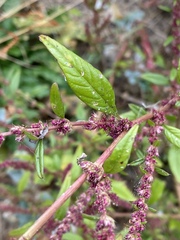 Amaranthus rudis