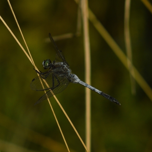 White-tailed Skimmer, photo 5 of 9