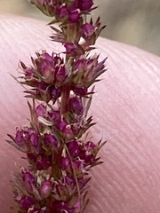 Amaranthus rudis