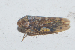 Xestocephalus tessellatus