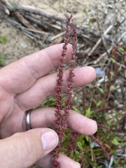 Amaranthus rudis