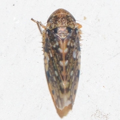 Xestocephalus tessellatus