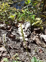 Spiranthes incurva