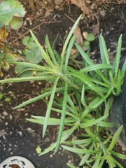 Erigeron bonariensis