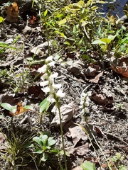 Spiranthes incurva