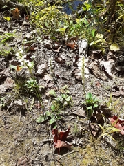 Spiranthes incurva