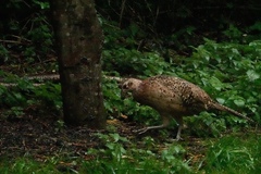 Phasianus colchicus