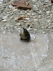 Leiothlypis peregrina