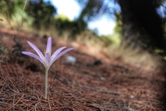 Colchicum sfikasianum
