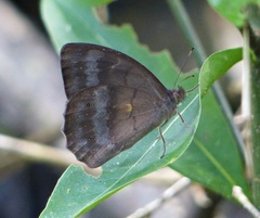 Pseudodebis euptychidia