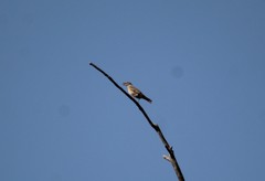 Turdus migratorius