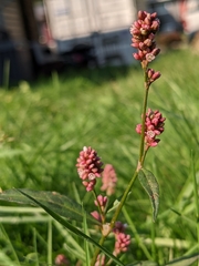 Persicaria maculosa