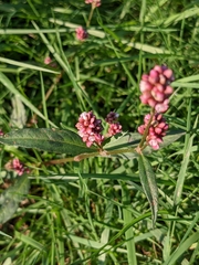 Persicaria maculosa
