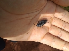 Chalcolepidius erythroloma