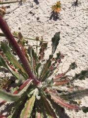 Wahlenbergia androsacea