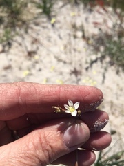 Wahlenbergia androsacea