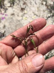 Wahlenbergia androsacea