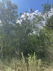 Beaucarnea recurvata