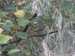 Melospiza melodia