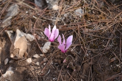 Cyclamen graecum