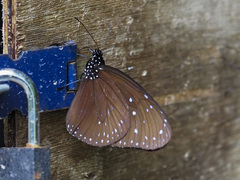 Euploea mulciber mulciber