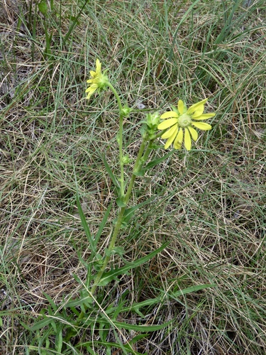 Silphium laciniatum
