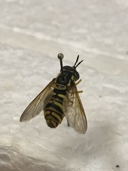 Chrysotoxum pubescens