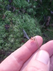 Rhynchospora gracilenta