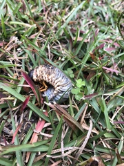 Dynastes tityus