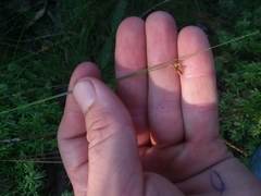 Rhynchospora gracilenta