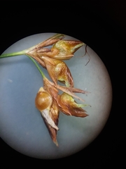 Rhynchospora gracilenta